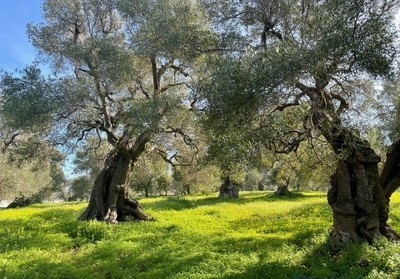 Πωλήσεις Αγροτεμαχίων
