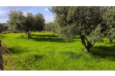 Αγροτεμάχιο αρτιο και οικοδομησιμο Ανω Καλέσα - 2